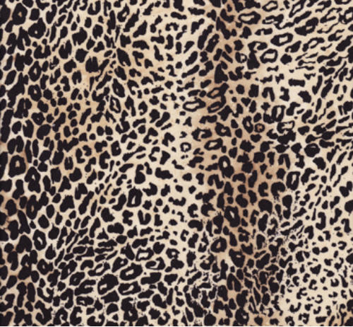 Leopardo 41